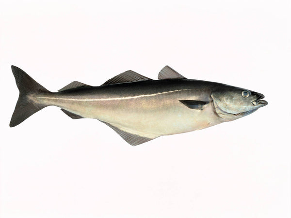 Saithe (Pollock) hd off frz 2,3 kg - A (500 kg)