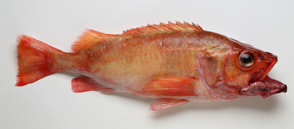 Golden Redfish J/C frz 700 gr + A (500 kg)