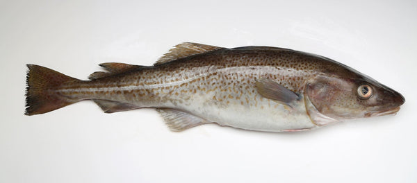 Seafrozen Cod loins and fillets (500 kg)