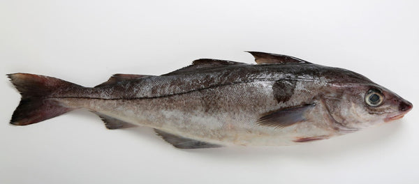 Haddock head off frz samf A (500 kg)